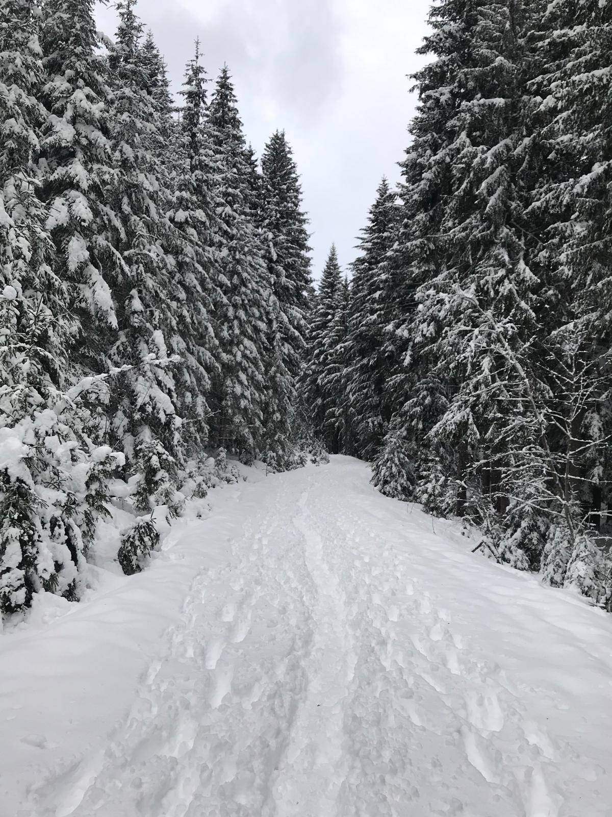 Winterlicher Waldweg, umgeben von hohen, schneebedeckten Nadelbäumen.