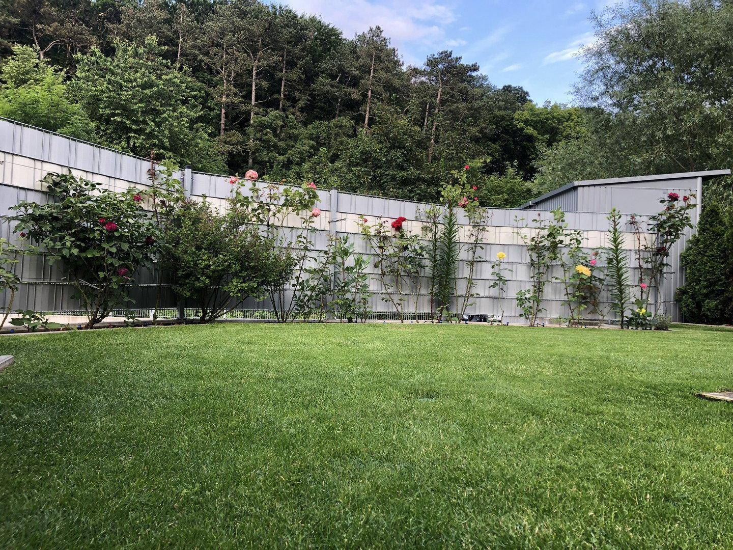 Gepflegter Garten mit Rasenfläche und blühenden Rosensträuchern entlang des Zauns.