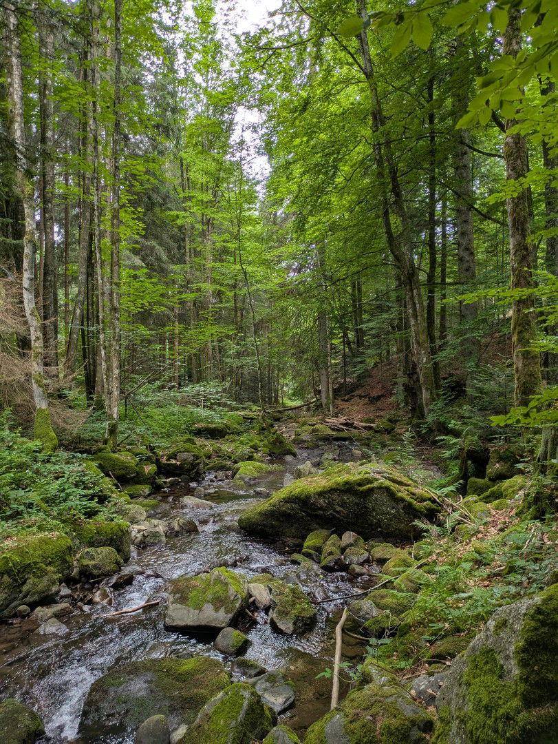 Wald