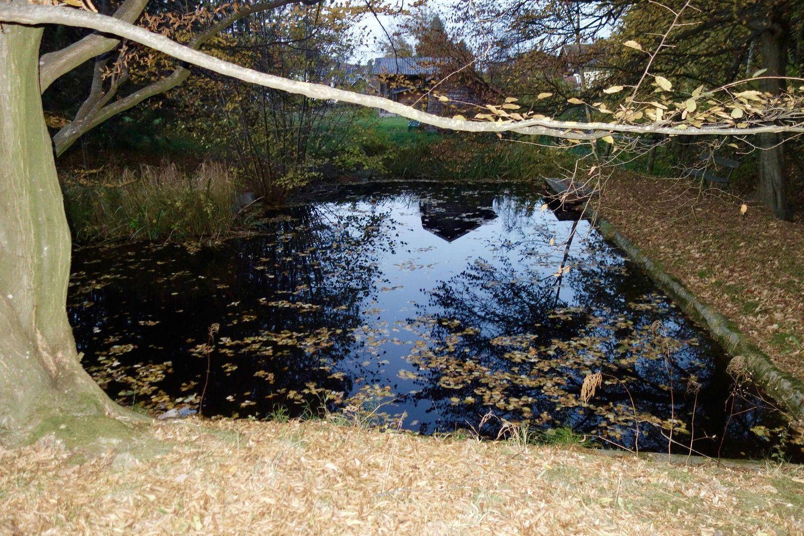Natürlicher Teich mit Herbstlaub, umgeben von Bäumen und Sträuchern in ländlicher Umgebung.