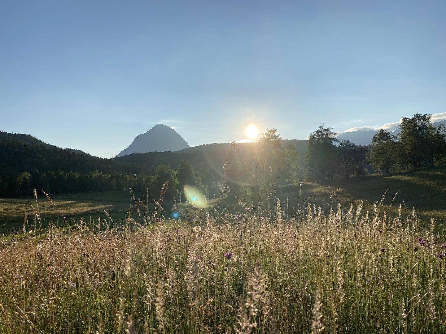 Sonnige Wiese mit hohen Gräsern und Bergen am Horizont.