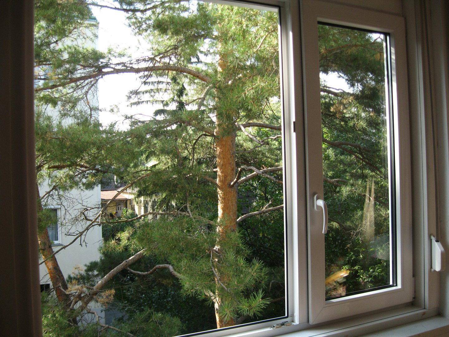 Fenster mit Blick auf einen großen Baum und grüne Umgebung, das viel natürliches Licht hereinlässt.
