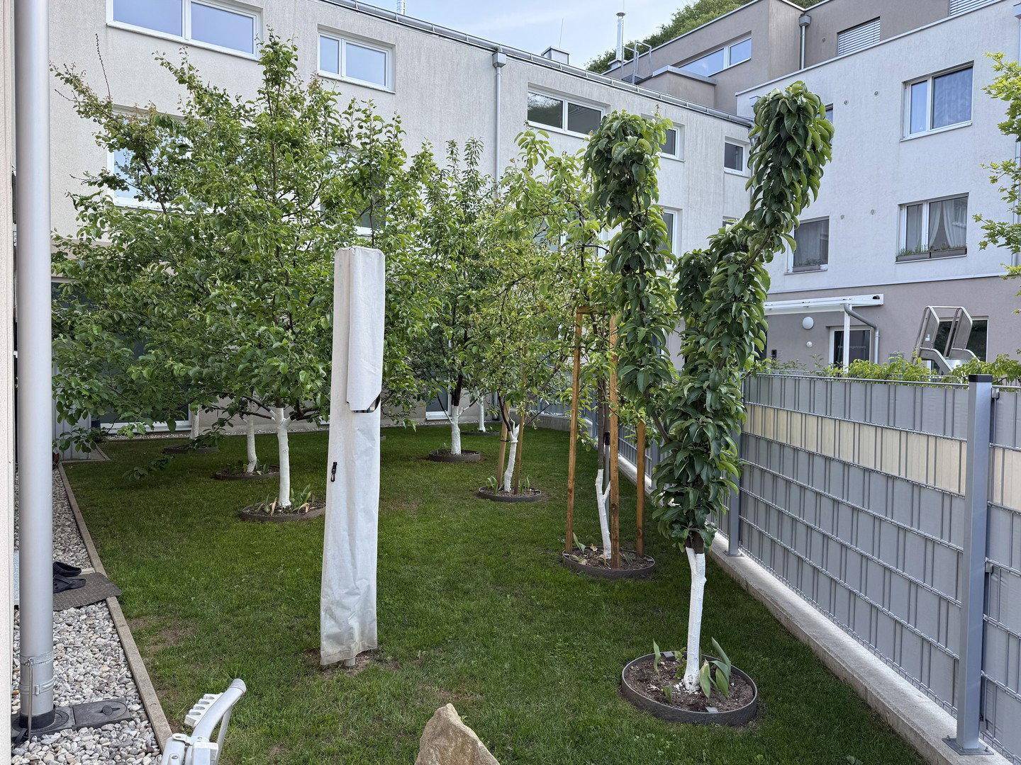 Grüner Garten mit mehreren jungen Obstbäumen und gepflegter Rasenfläche.