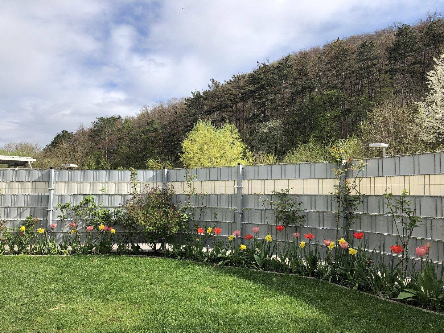 Farbenfroher Garten mit blühenden Tulpen und einem Zaun vor bewaldeten Hügeln.