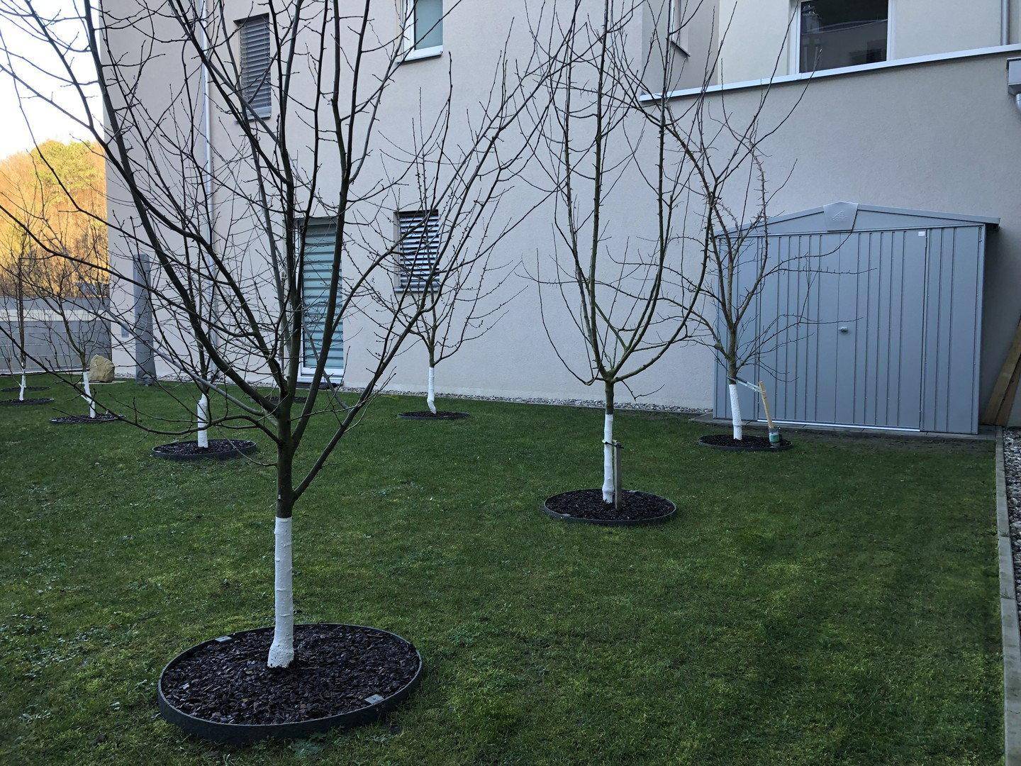 Gepflegter Gartenbereich mit jungen Bäumen, Rasenfläche und einem praktischen Gartenschuppen.