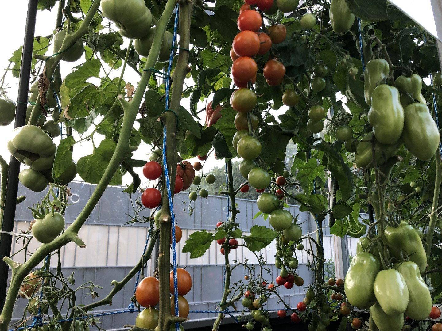 Reife und unreife Tomaten an den Ranken, die in einem sonnigen Gemüsegarten wachsen.