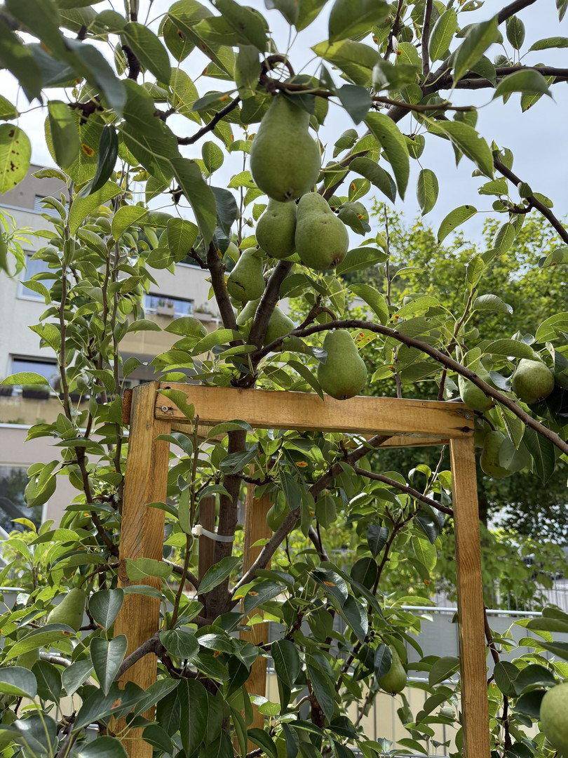 Grüne Birnen wachsen an einem Baum, gestützt von einem Holzrahmen, in einem Garten.