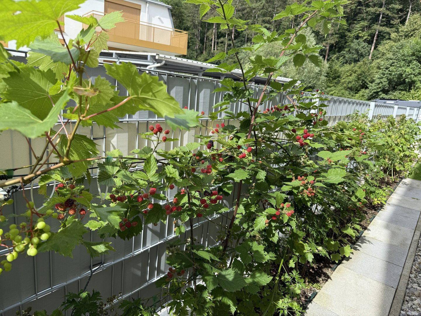 Reichhaltige Himbeersträucher entlang eines Zauns, mit vielen reifen Früchten in einem sonnigen Garten.