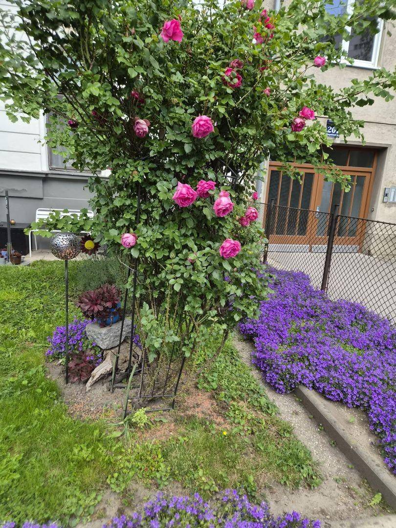 Farbenfroher Vorgarten mit blühenden Rosen und lila Bodendeckern vor einem Wohngebäude.