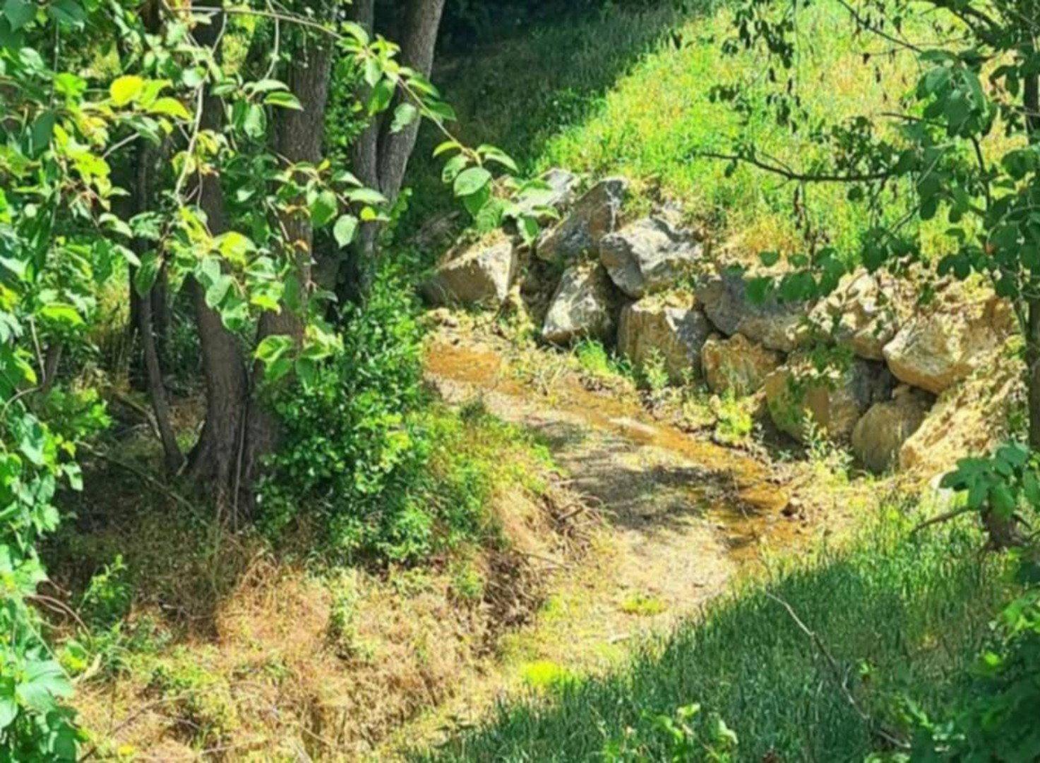Kleiner Bachlauf mit Felsen und üppiger Vegetation in einem bewaldeten Gebiet.