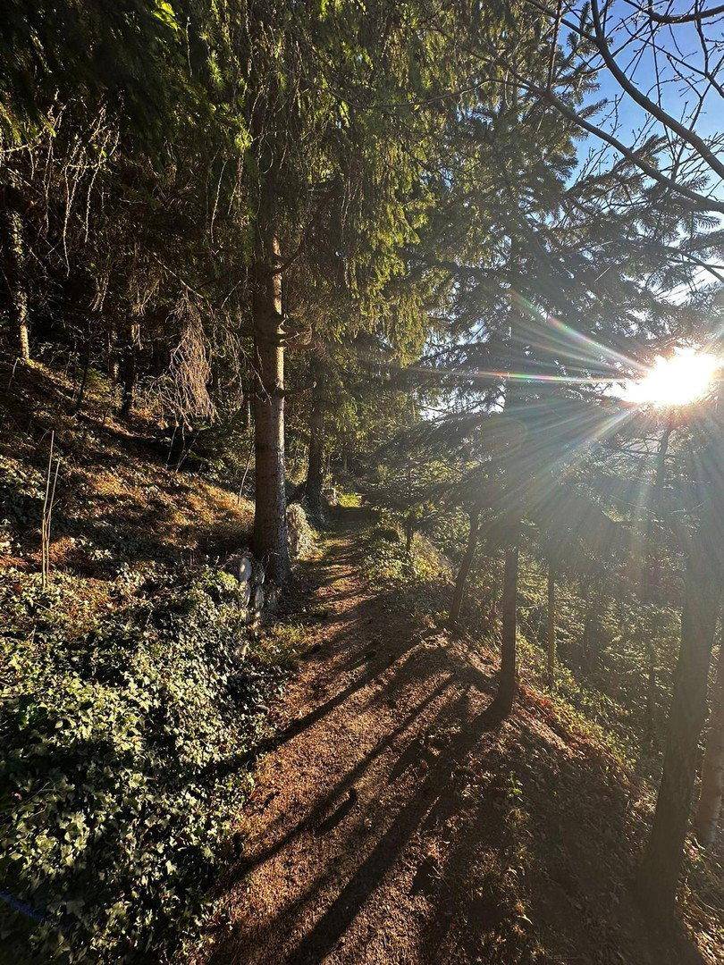 Sonnenbeschienener Waldweg mit hohen Bäumen und dichtem Unterholz, ideal für Spaziergänge.