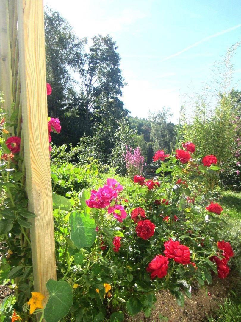 Blick in den Garten