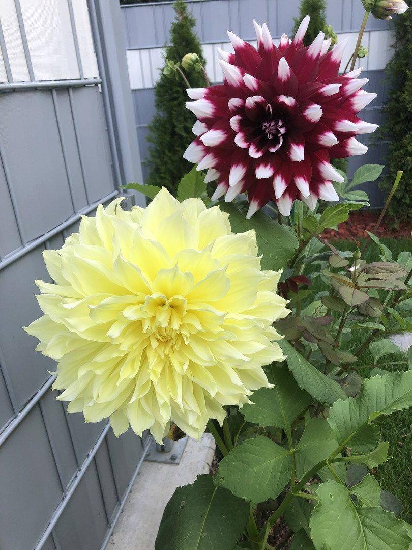 Zwei prächtige Dahlienblüten in Gelb und Rot-Weiß, die in einem Garten blühen.