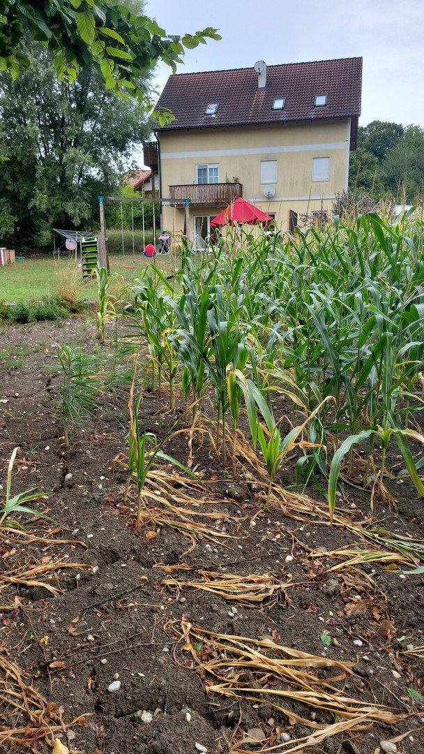 Ein Gemüsegarten mit Maispflanzen im Vordergrund und einem Wohnhaus im Hintergrund.
