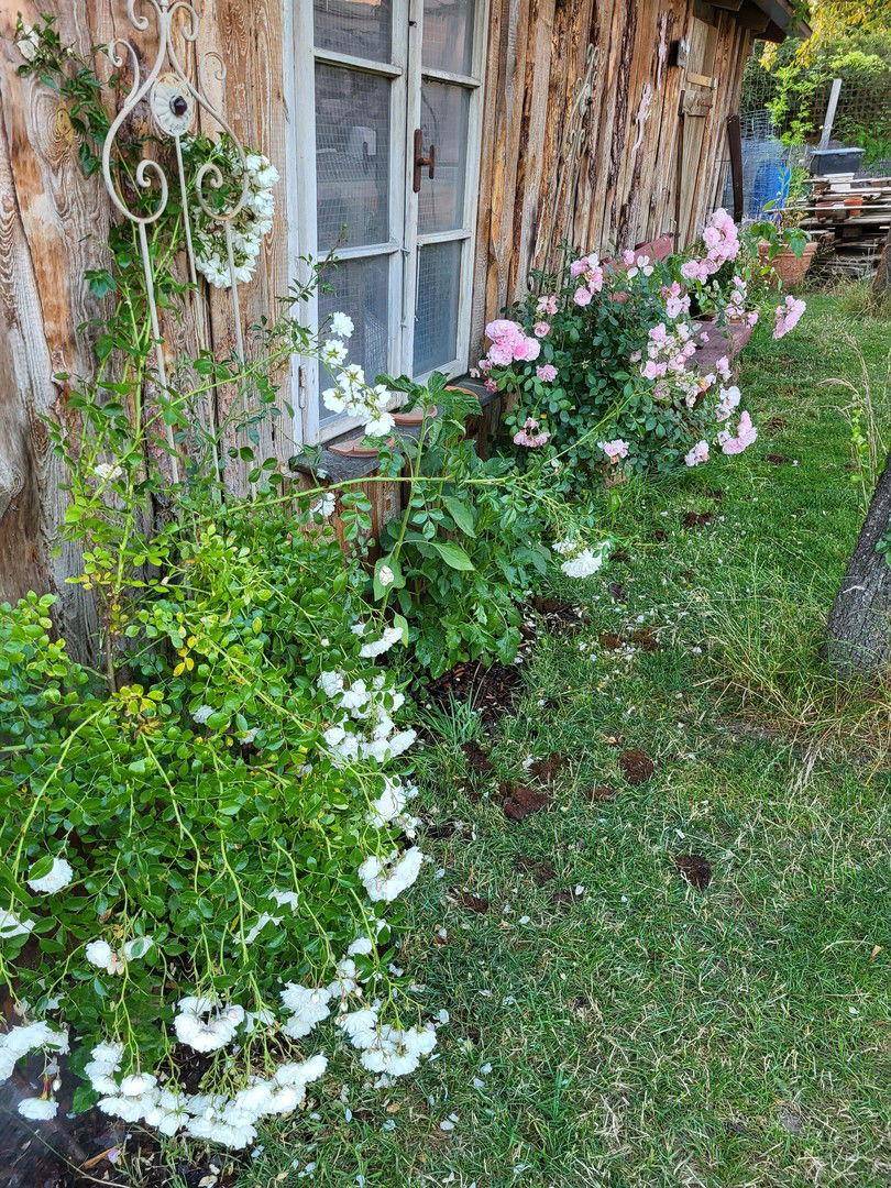 Rosengarten