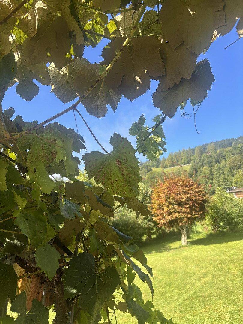 Grüne Weinblätter im Vordergrund mit sonnigem Blick auf einen gepflegten Rasen und Bäume im Hintergrund.