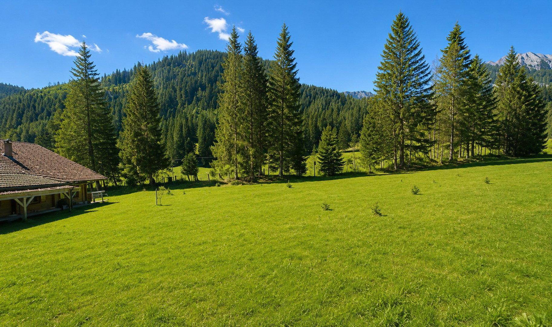 Grüne Wiese mit hohen Nadelbäumen und einer majestätischen Bergkette unter blauem Himmel.