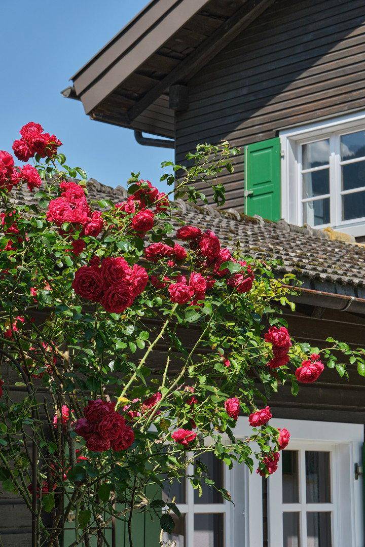 Leuchtend rote Rosen blühen üppig vor der Holzfassade eines traditionellen Hauses.