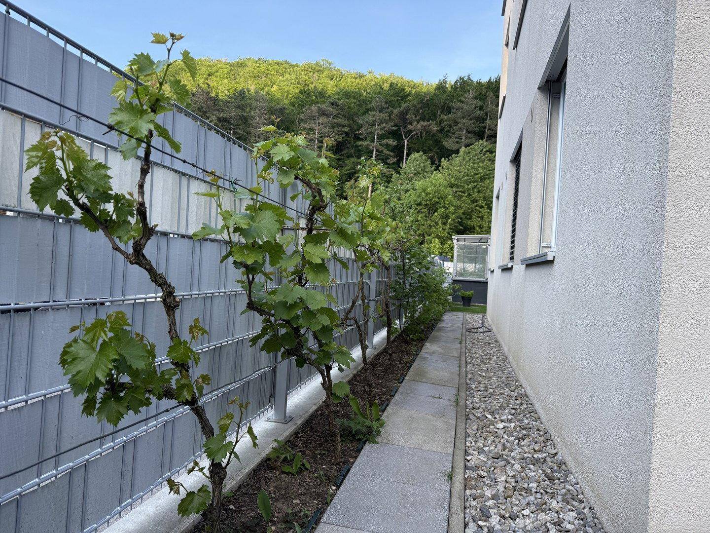 Seitlicher Gartenbereich mit jungen Weinreben entlang des Zauns und Kiesweg.