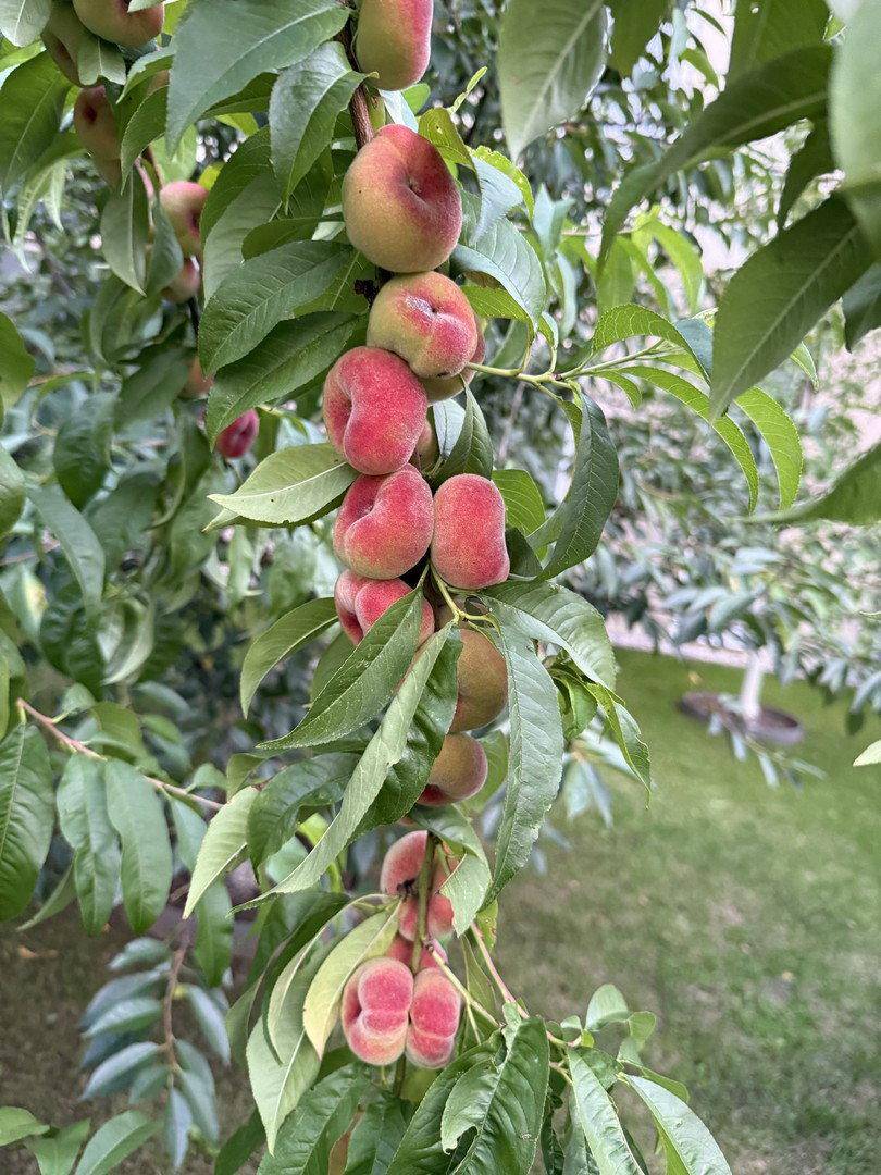 Reife Pfirsiche hängen an einem Ast, bereit zur Ernte in einem sonnigen Garten.
