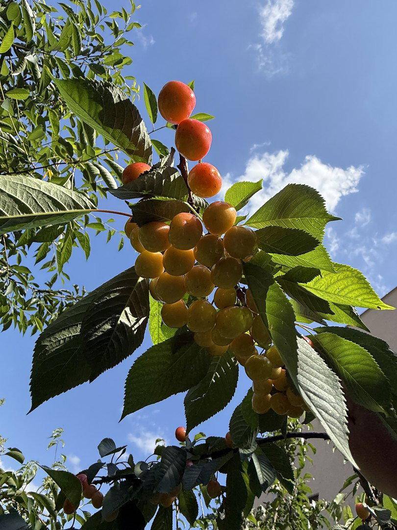 Reife gelbe und rote Kirschen hängen an einem Ast unter blauem Himmel im Garten.