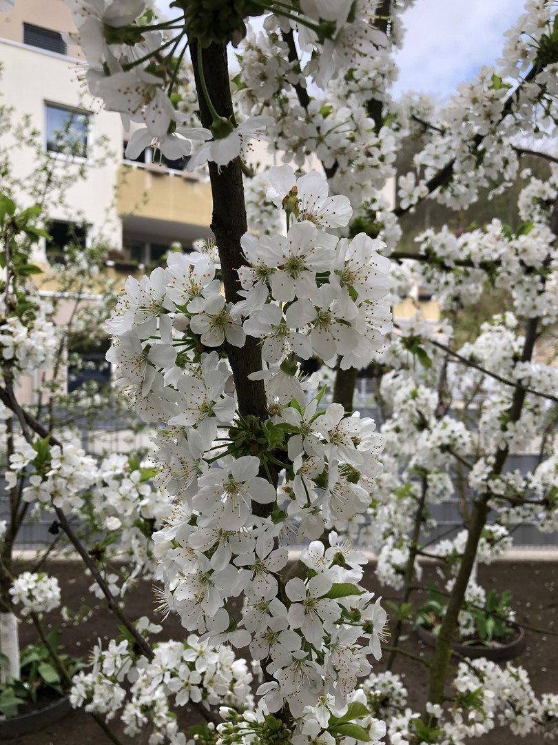 Wunderschöne weiße Kirschblüten an einem Baum, die den Frühling in einem Garten ankündigen.