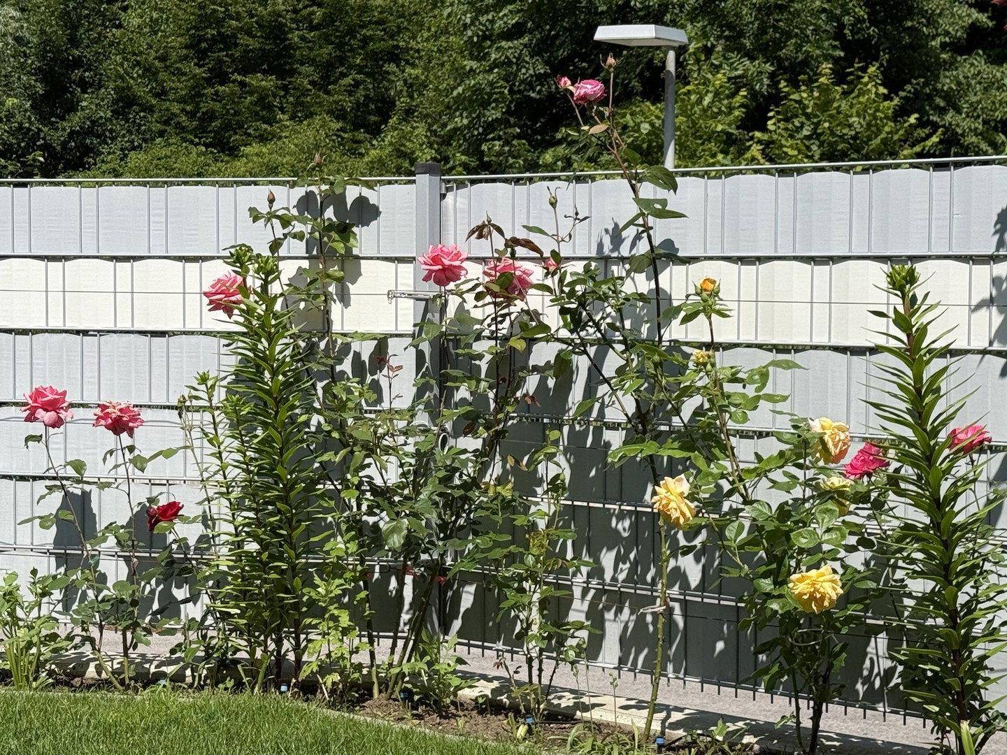 Blühende Rosen in verschiedenen Farben entlang eines modernen Zauns in einem gepflegten Garten.