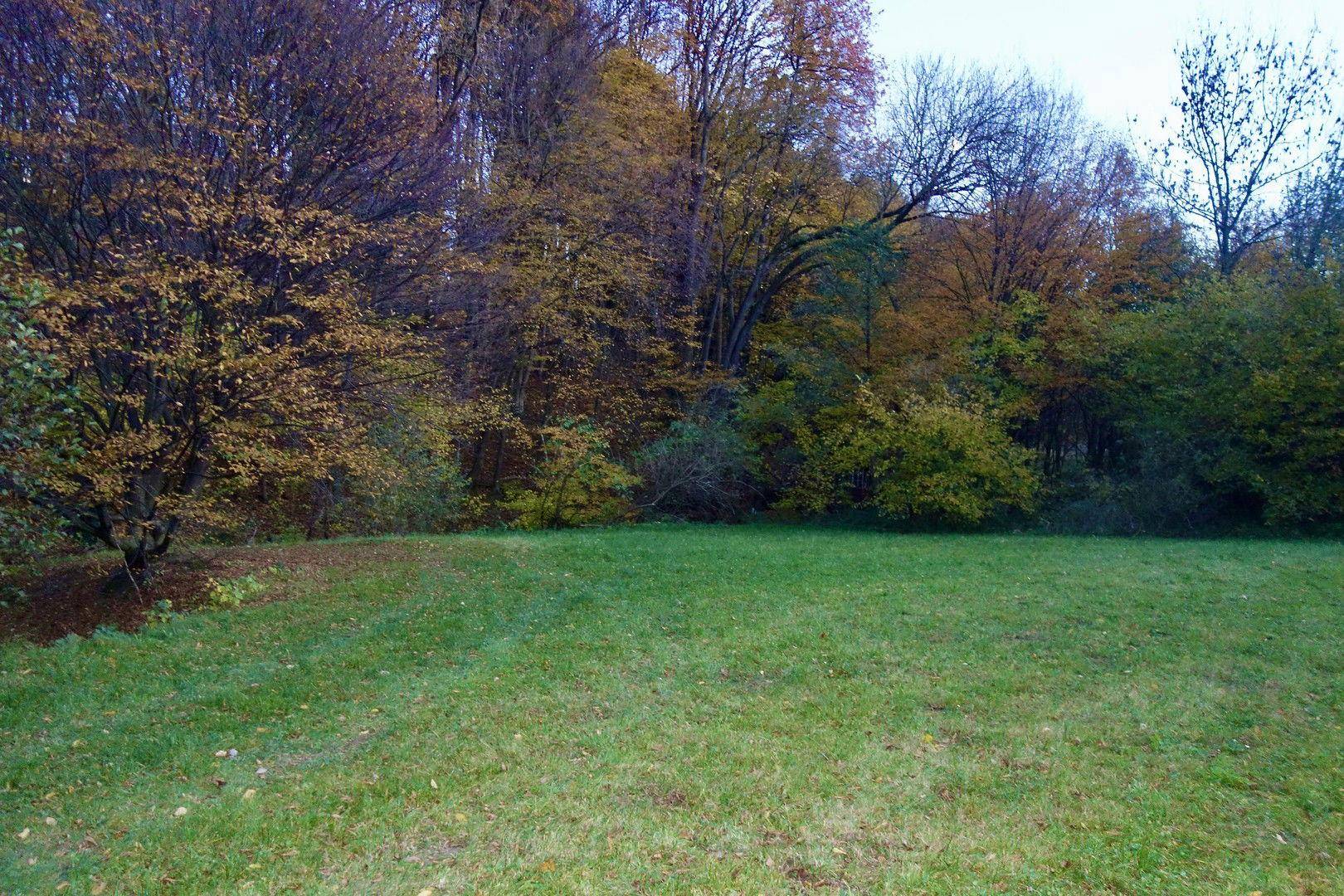 Grüne Wiese mit dichtem Baumbestand im Hintergrund, typisch für eine ländliche Umgebung.