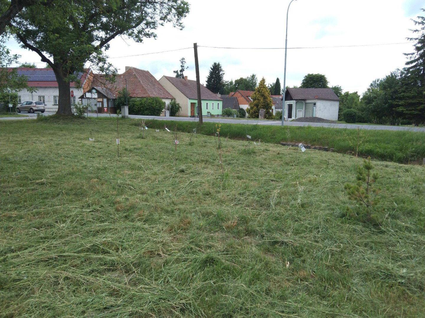 Wiese mit Beerensträuchern