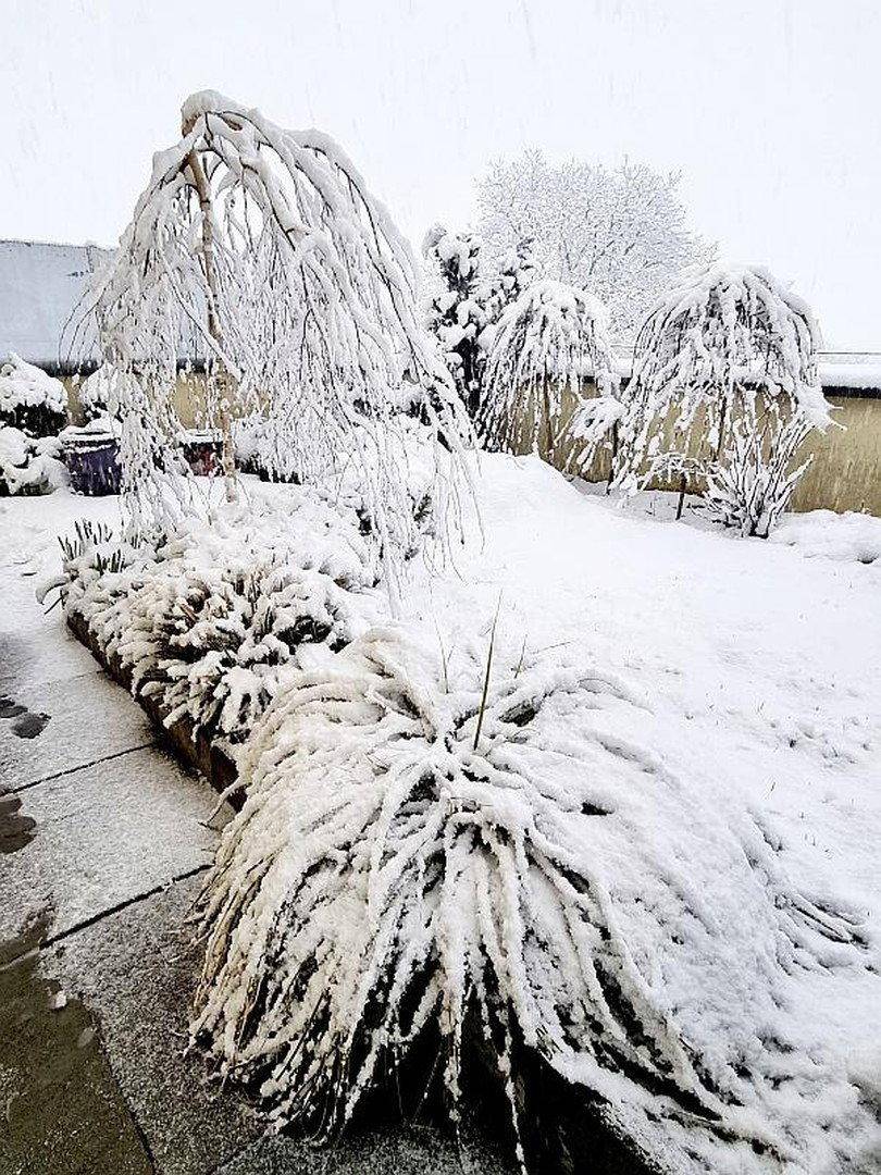 Schneebedeckter Garten mit verschiedenen Sträuchern und Bäumen, die eine winterliche Atmosphäre schaffen.