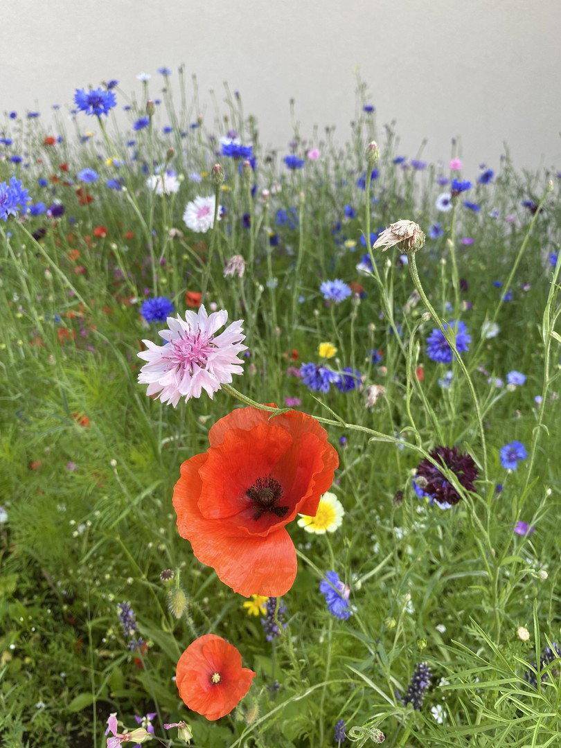 Nahaufnahme von leuchtenden Wildblumen wie Mohn und Kornblumen im Garten.