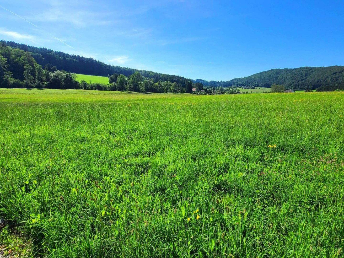 Weite grüne Wiesenlandschaft mit sanften Hügeln und Wald im Hintergrund unter klarem Himmel.