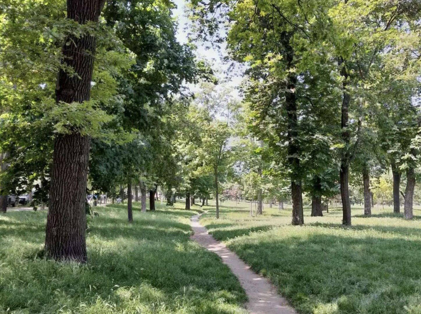 Ein Pfad schlängelt sich durch einen sonnigen Park mit vielen alten Bäumen und grünen Wiesen.