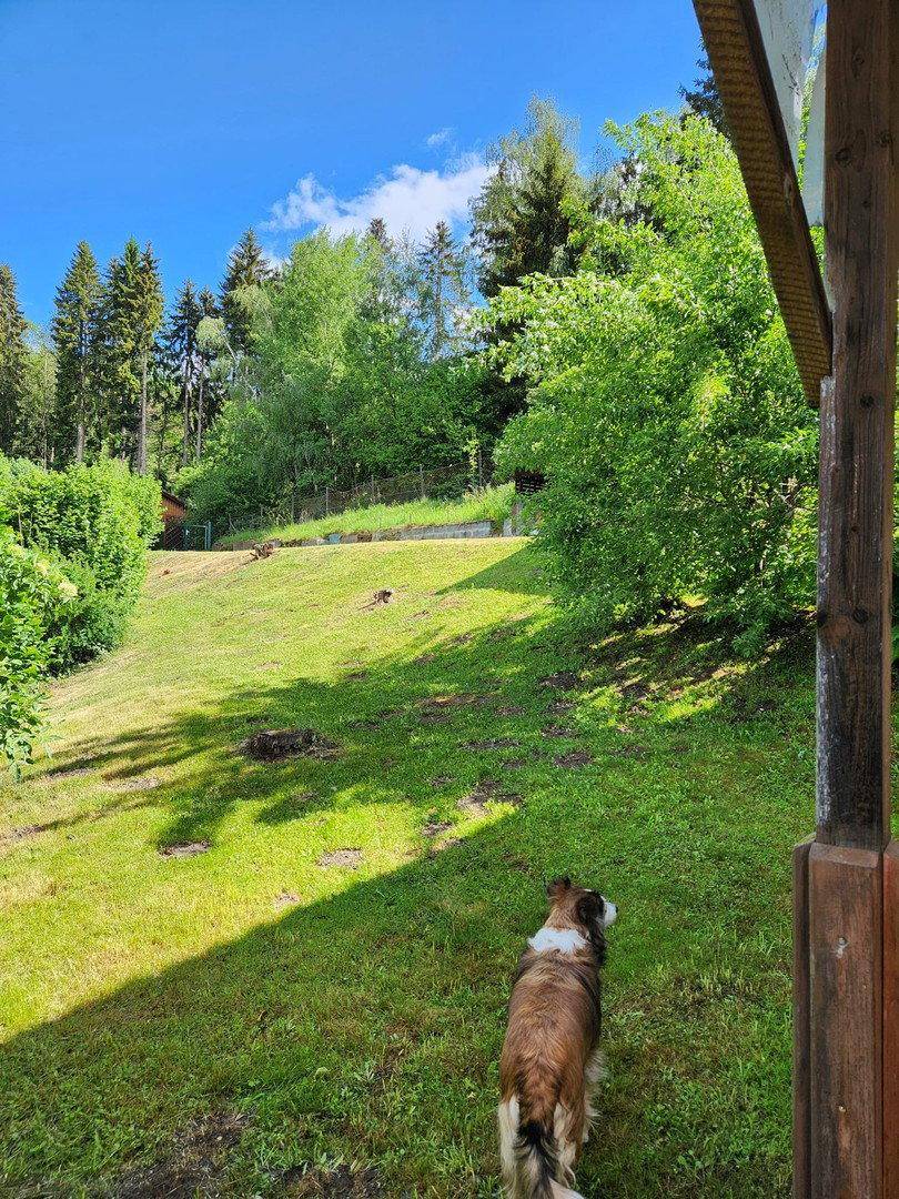 Ein Hund auf einem sonnigen, grasbewachsenen Hang mit Blick auf einen bewaldeten Bereich.