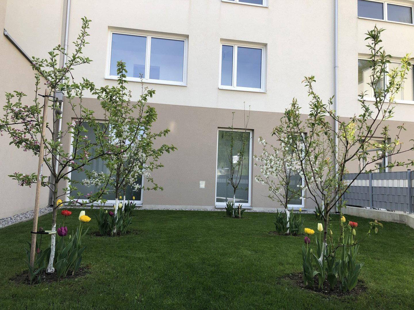 Frühlingshafter Garten mit jungen Bäumen und bunten Tulpen vor einer modernen Gebäudefassade.