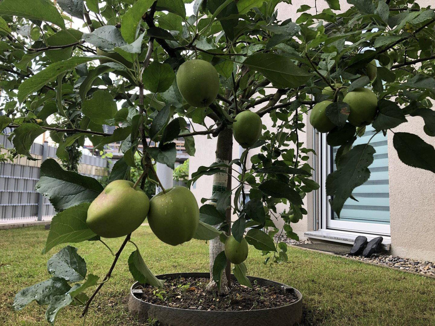 Junge grüne Äpfel an einem Baum im Garten, mit einem modernen Gebäude im Hintergrund.