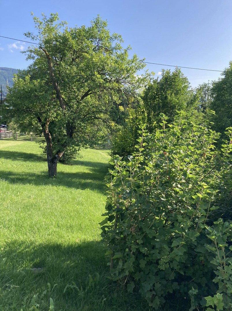 Sonniger Gartenbereich mit Obstbaum und Sträuchern auf einer grünen Wiese.