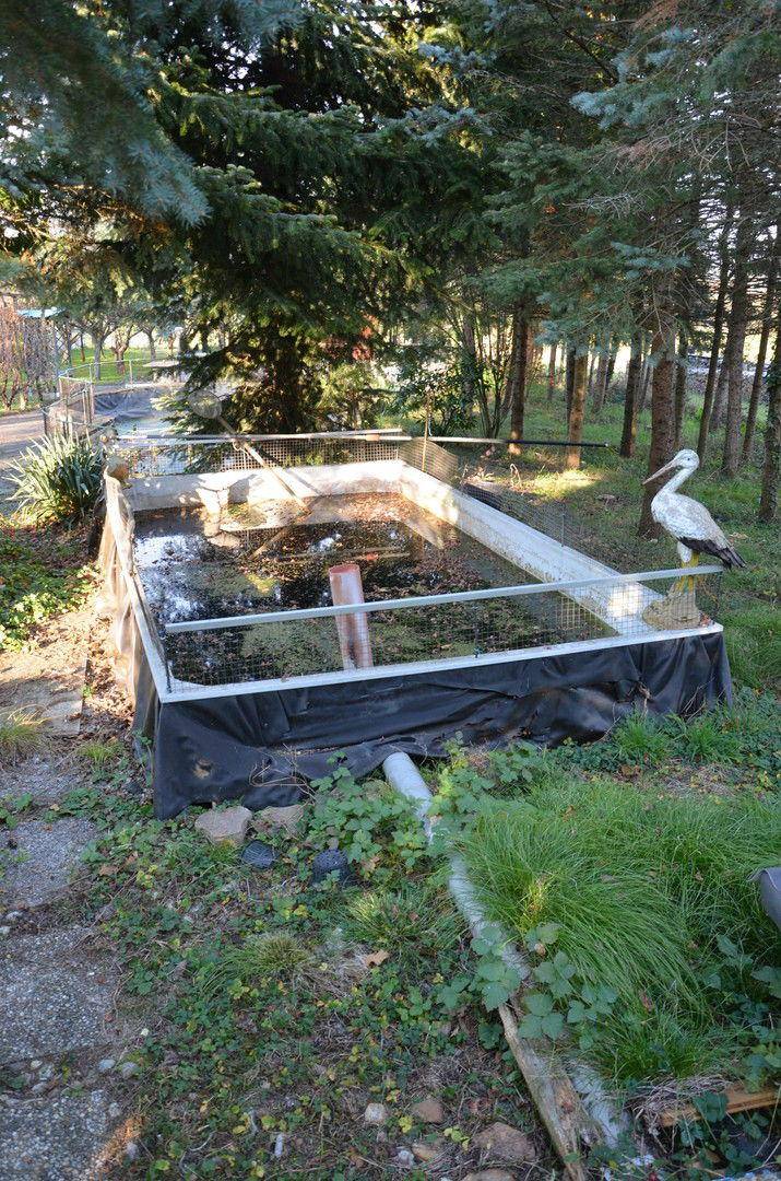 Fischteich