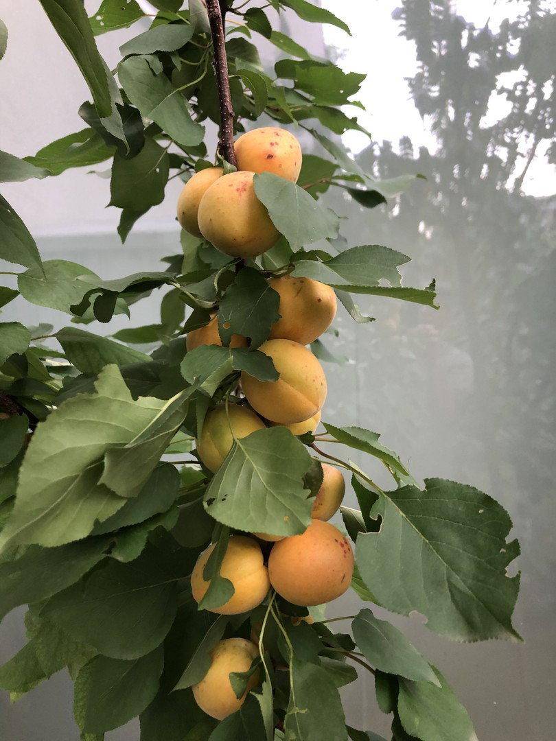 Reife Aprikosen hängen an einem Ast, bereit zur Ernte in einem sonnigen Garten.