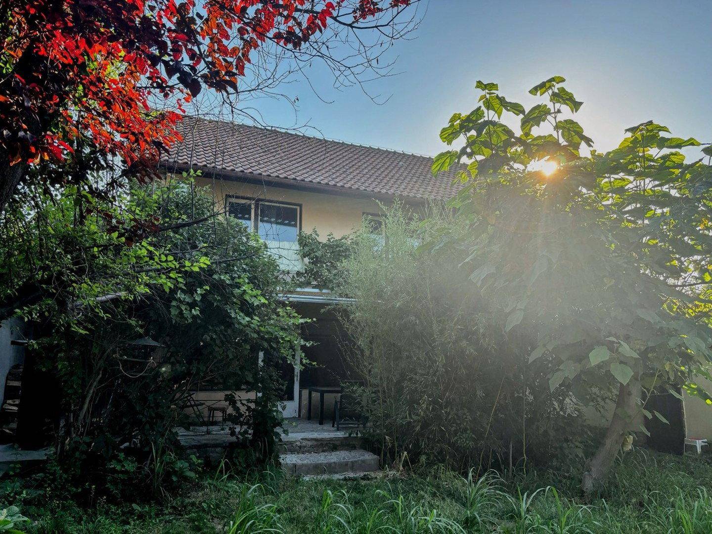 Sonniger Gartenbereich mit üppiger Vegetation und Blick auf das Haus.
