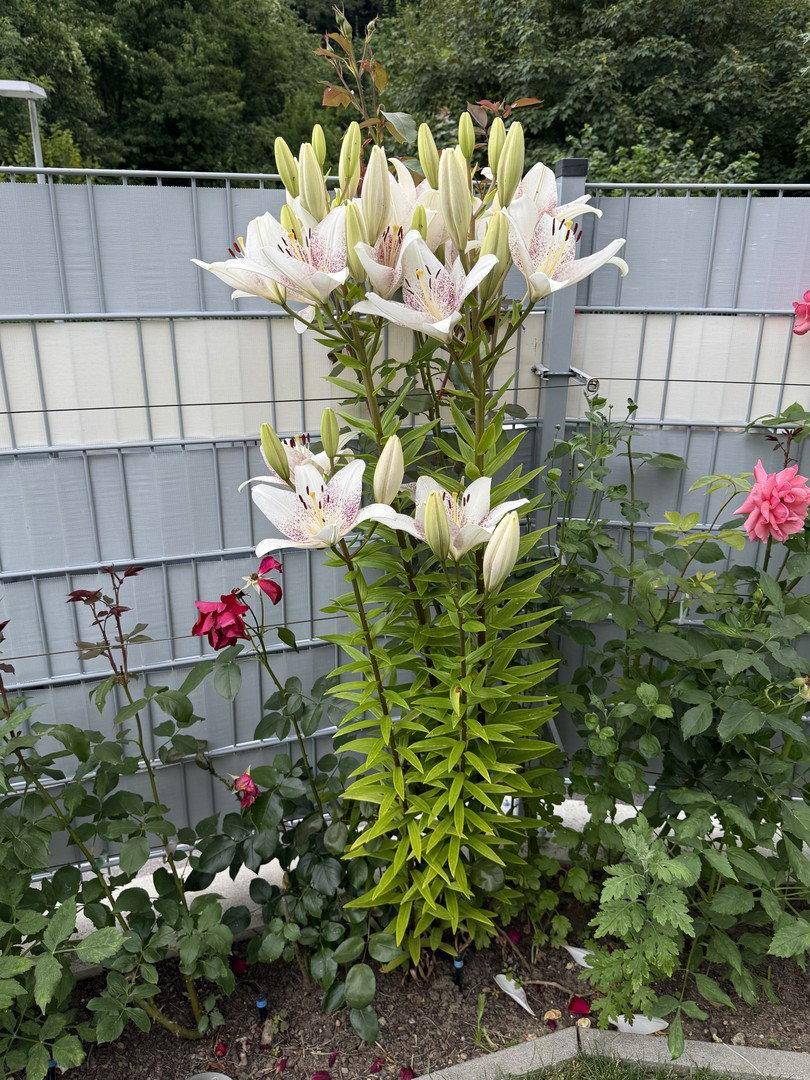 Wunderschöne weiße Lilien und rosa Rosen blühen in einem Blumenbeet neben einem Zaun.