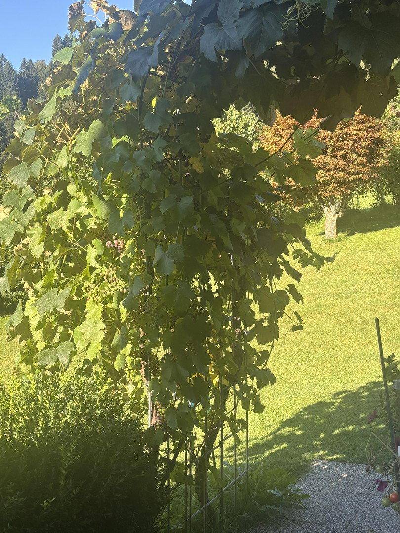 Weinrebenbogen über einem grünen Rasen mit Bäumen im Hintergrund, beleuchtet von der Sonne.
