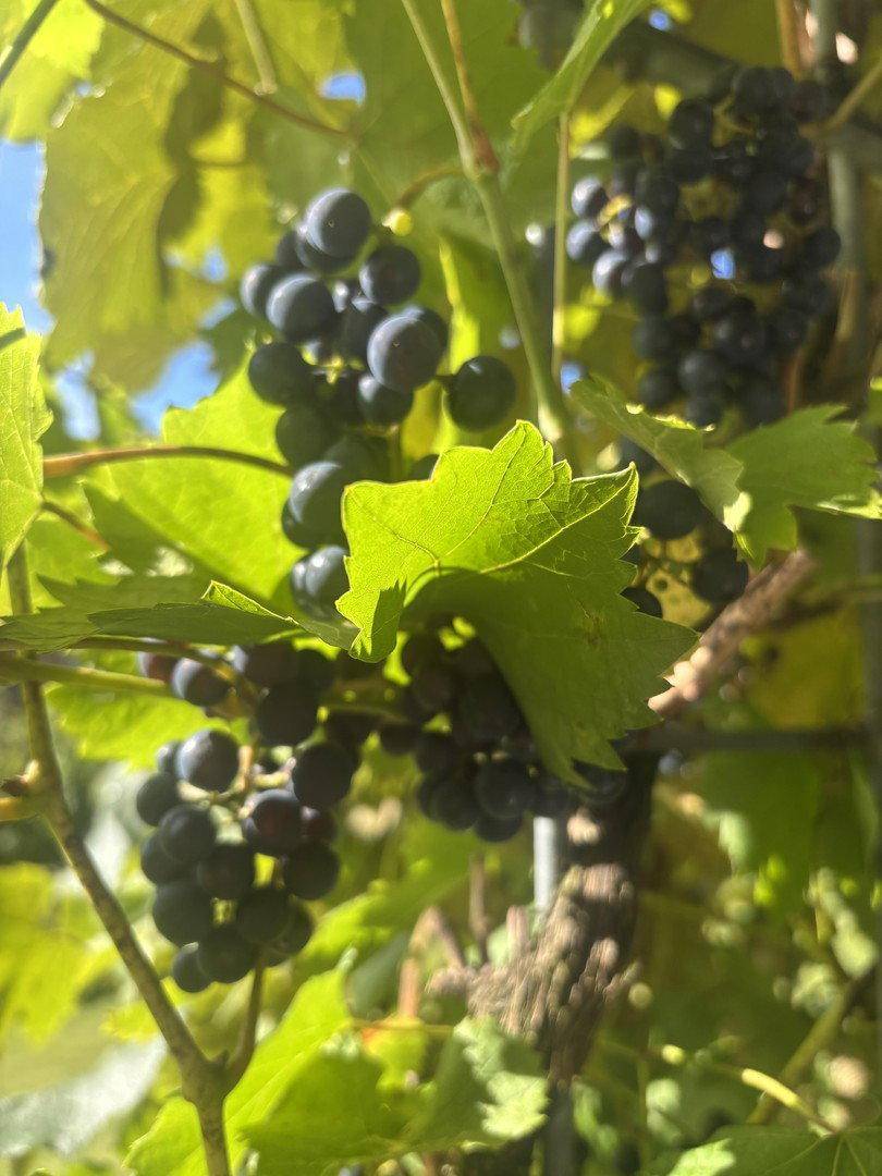 Nahaufnahme von reifen, dunklen Trauben an einer Weinrebe, die im Sonnenlicht wachsen.