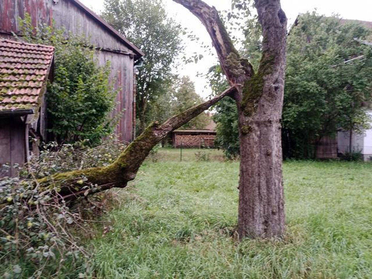 alter Baumbestand