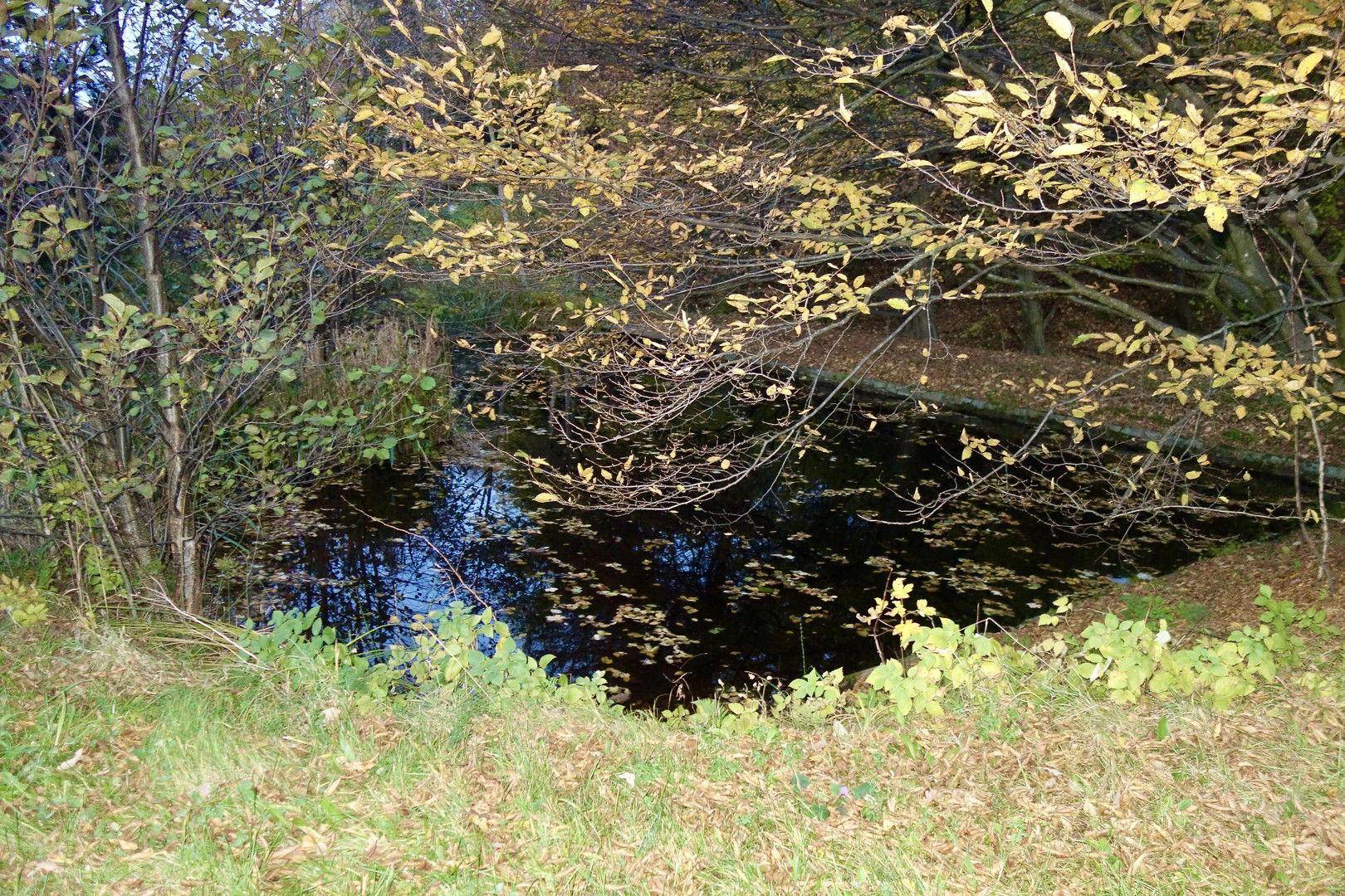Ruhiger Teich, bedeckt mit Herbstlaub, eingebettet in eine natürliche Landschaft mit Bäumen.