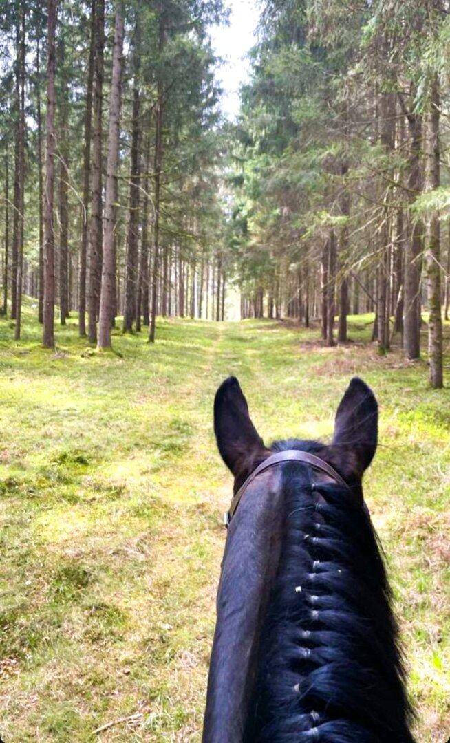 Ausritt Waldweg