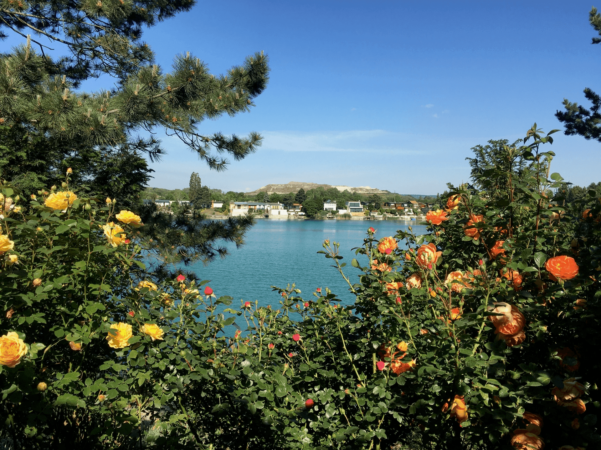 Malerischer Blick auf den See, umrahmt von blühenden gelben und orangen Rosenbüschen im Garten.