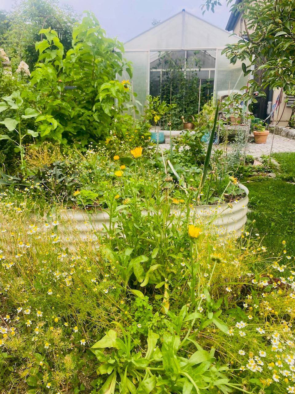 Produktiver Gemüsegarten mit Hochbeeten und einem Gewächshaus für den Anbau von Pflanzen.