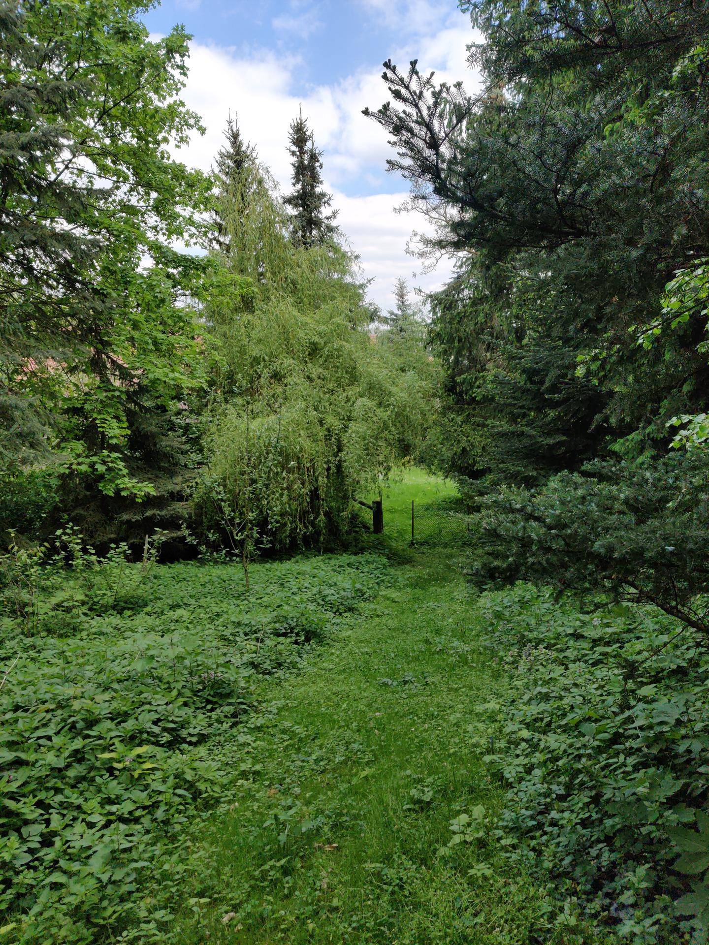 Üppiger, grüner Gartenbereich mit hohen Bäumen und dichtem Unterholz, das einen natürlichen Rückzugsort bietet.