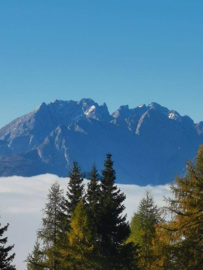 Majestätischer Bergblick über eine Wolkendecke, umrahmt von hohen Nadelbäumen.